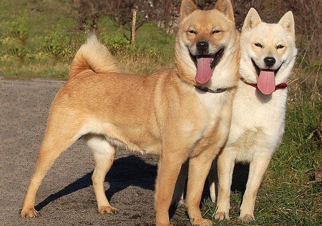 Hai chú chó Hokkaido Nhật màu vàng và kem