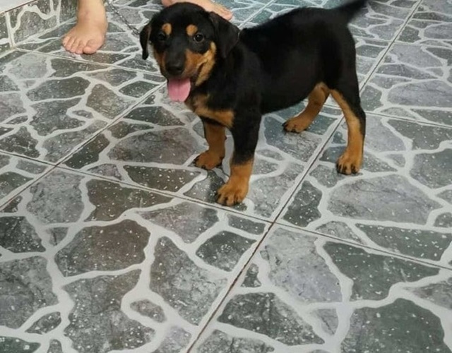 Chó Phú Quốc lai Rottweiler