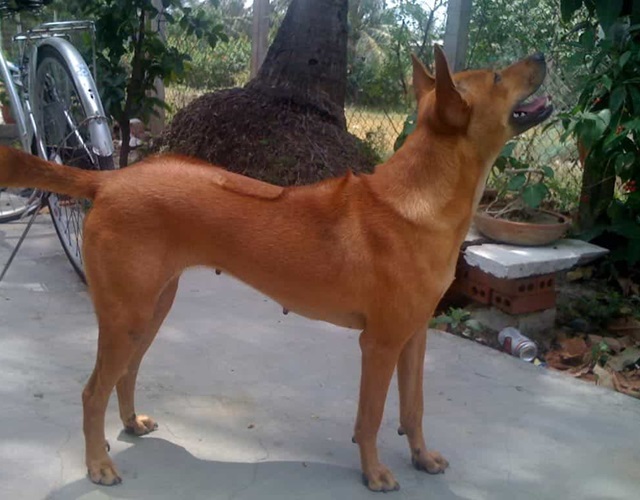 What colors does Phu Quoc dog have, how to identify and price - 8