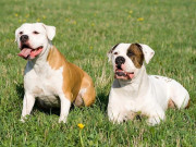 Nhà đẹp - Chó Bull có mấy loại, đặc điểm hình dáng, tính cách và giá bán