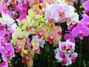 Nhà đẹp - Hoa Lan Rừng: 15 Sự thật thú vị về các loại lan rừng