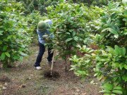 Tiêu dùng - Trồng thứ hoa vàng mọc dại, dân Việt thu vài trăm triệu mỗi vụ "ngon ơ"