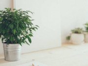 Nhà đẹp - Trang trí bàn làm việc theo phong thủy, sự nghiệp lên hương, tiền đồ rộng mở