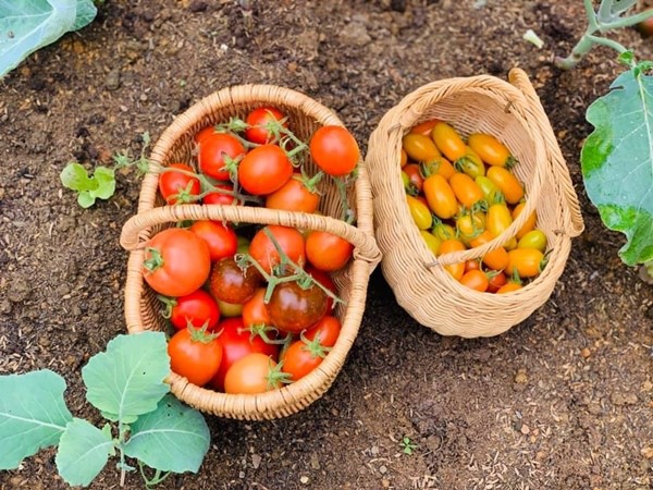 Mẹ Sơn La tháng 11 thả hạt giống, Tết có chậu cà chua bonsai, cách làm dễ ợt - 20