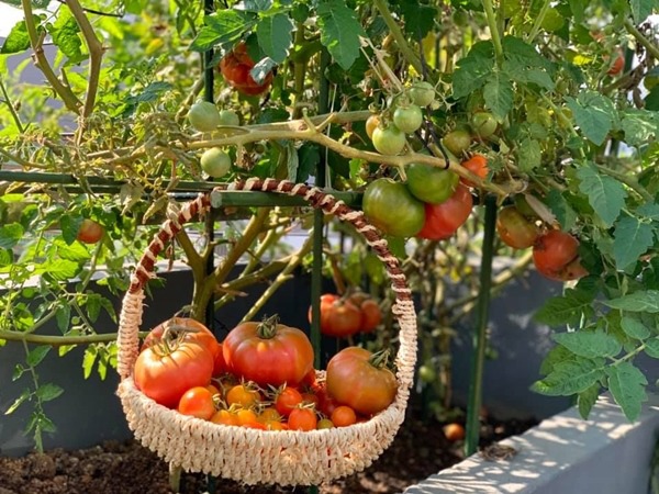 Mẹ Sơn La tháng 11 thả hạt giống, Tết có chậu cà chua bonsai, cách làm dễ ợt - 16