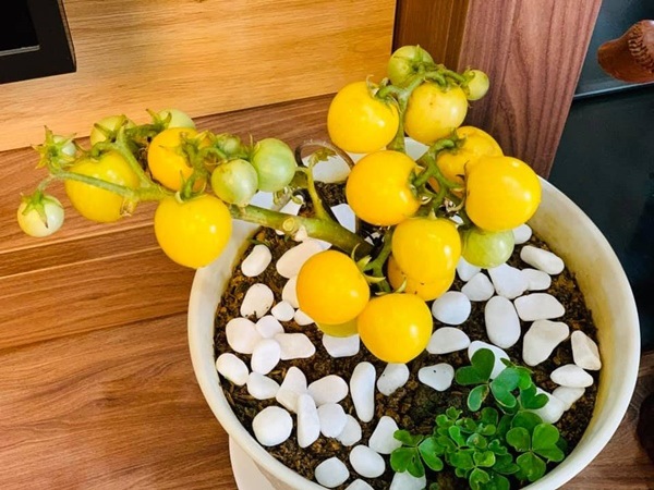 Mẹ Sơn La khoe chậu cà chua bonsai chưng Tết, cách làm dễ ợt, giá rẻ hơn cho - 6