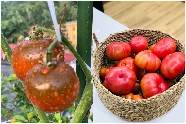 Mẹ Sơn La khoe chậu cà chua bonsai chưng Tết, cách làm dễ ợt, giá rẻ hơn cho - 17