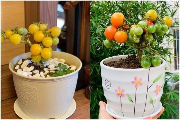 Mẹ Sơn La khoe chậu cà chua bonsai chưng Tết, cách làm dễ ợt, giá rẻ hơn cho - 4