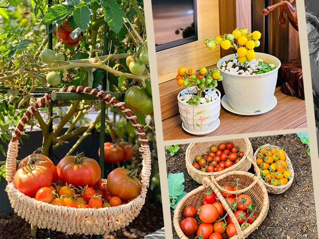 Mẹ Sơn La tháng 11 thả hạt giống, Tết có chậu cà chua bonsai, cách làm dễ ợt