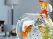 Nhà đẹp - 5 kiêng kỵ về phong thủy khi bày bể cá giúp gia đình thịnh vượng, phát tài phát lộc