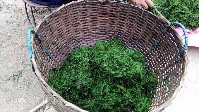 Nòng nọc, lá ngón và những đặc sản Tây Bắc độc lạ “thách thức” những tín đồ ẩm thực - 1