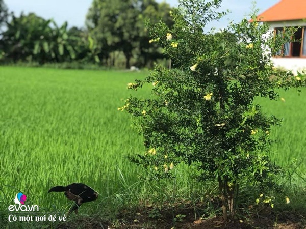 Đôi vợ chồng bỏ Hà Nội về quê trồng rau nuôi gà, ngày ngày cafe không áp lực công việc - 26