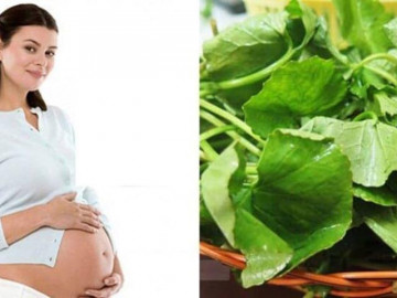 Bầu ăn rau má được không, ăn rau má có tác dụng gì?