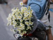 Tiêu dùng - Cúc họa mi đầu mùa xuống phố, dân buôn "hét giá" cả trăm nghìn 1 bó vẫn cháy hàng