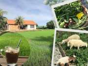 Nhà đẹp - Đôi vợ chồng bỏ Hà Nội về quê trồng rau nuôi gà, ngày ngày cafe không áp lực công việc