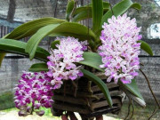 Nhà đẹp - Hoa Lan Tai Trâu: Cách trồng và kích rễ cho Lan Đai Châu