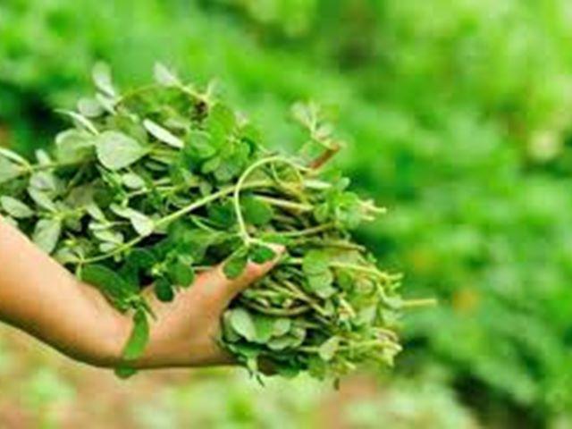 Những loại rau bà bầu không nên ăn, tránh gây sảy thai - 2