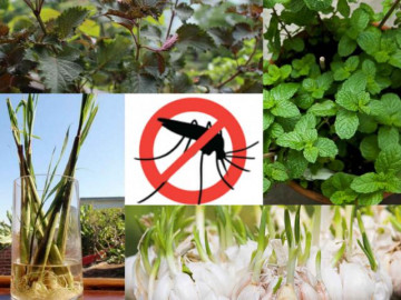 Cách đuổi muỗi tận gốc hiệu quả nhất phòng trừ nhiễm bệnh