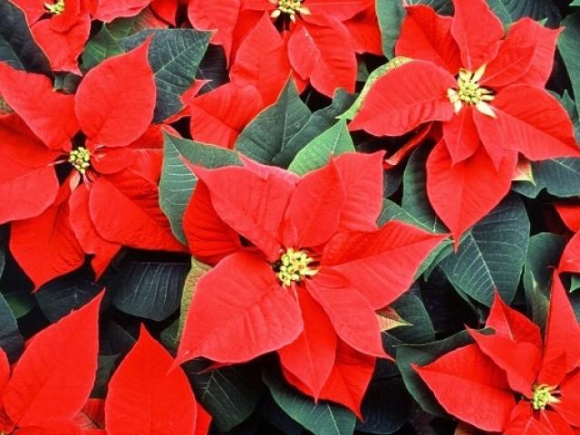 Ý nghĩa hoa Trạng Nguyên và cách trồng, chăm sóc đúng nhất