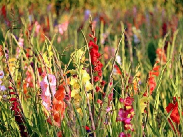 Ý nghĩa hoa Lay ơn, cách chọn và cắm hoa đẹp để vui đón Tết