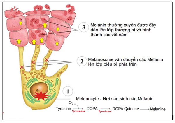 Đây chính là thủ phạm khiến da xỉn màu dù đã nỗ lực dưỡng trắng - 2