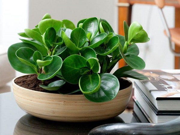 Hình ảnh cây trường sinh