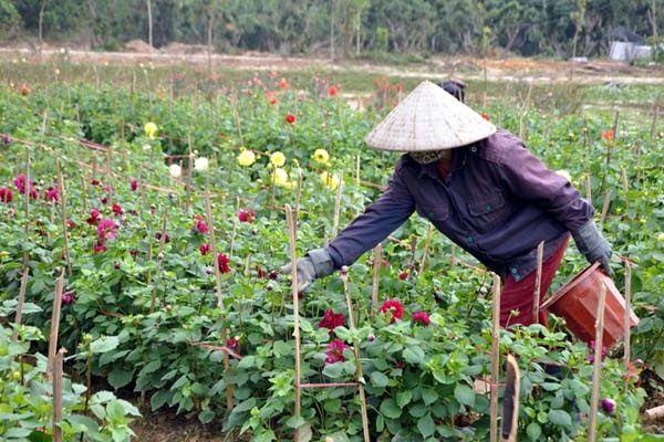 Hoa Thược Dược – Ý nghĩa, cách trồng và chăm sóc hoa nở vào dịp Tết