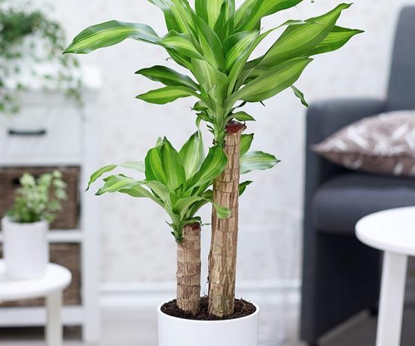 Chiều cao tính từ chậu cây đến ngọn khoảng 1 mét đến 1.7 mét