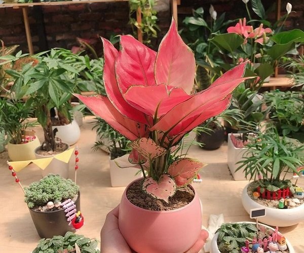 Màu hồng đẹp mắt của cây vạn lộc