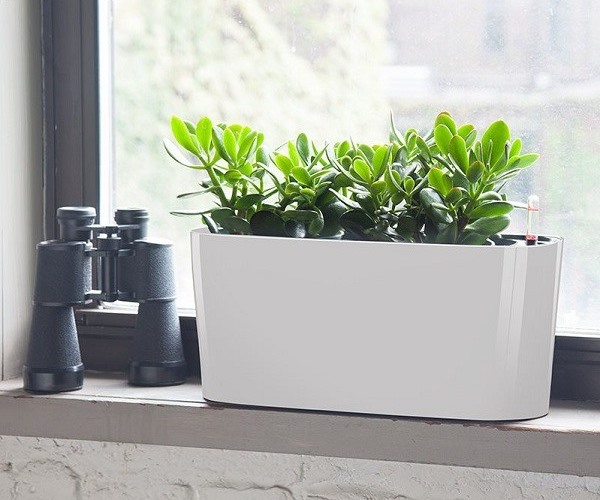 Cây ngọc bích đặt cạnh cửa sổ