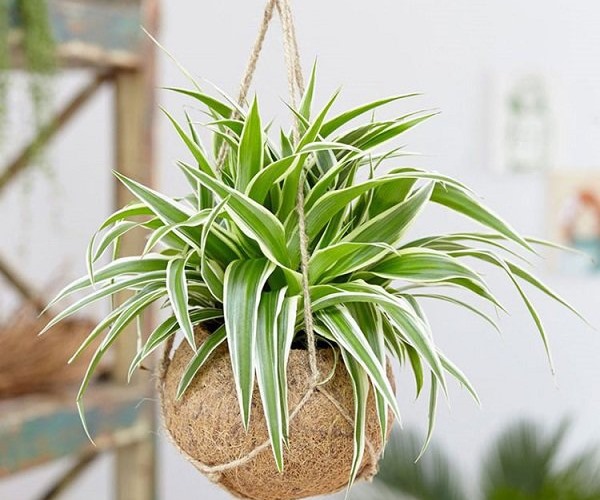 Cây cỏ lan chi trồng trong vỏ dừa được treo cao