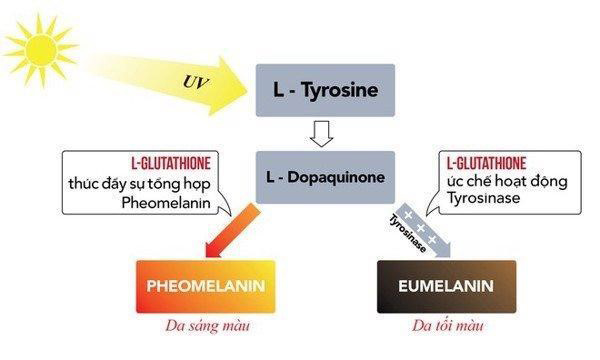 Làm trắng da bằng L-Glutathione như thế nào để hiệu quả? - 2