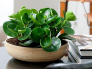 Nhà đẹp - Cây trồng trong nhà chọn loại nào, cần lưu ý những gì?
