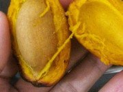 Xem ăn chơi - Không ngờ thứ quả quê nghèo trở thành món gây tranh cãi, chị em thưởng thức nhớ ký ức xưa