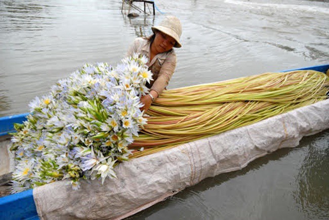 Lấy thứ trôi nổi khắp ao ở Việt Nam trồng, amp;#34;mở mắtamp;#34; là có tiền kiếm trăm triệu - 5