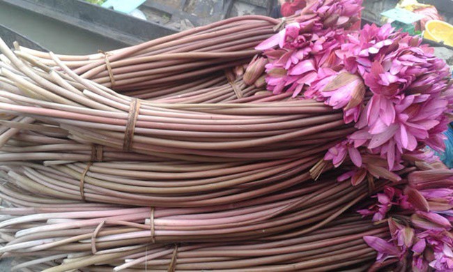 Lấy thứ trôi nổi khắp ao ở Việt Nam trồng, amp;#34;mở mắtamp;#34; là có tiền kiếm trăm triệu - 6