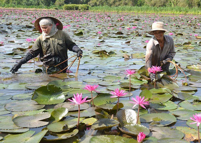 Lấy thứ trôi nổi khắp ao ở Việt Nam trồng, amp;#34;mở mắtamp;#34; là có tiền kiếm trăm triệu - 7