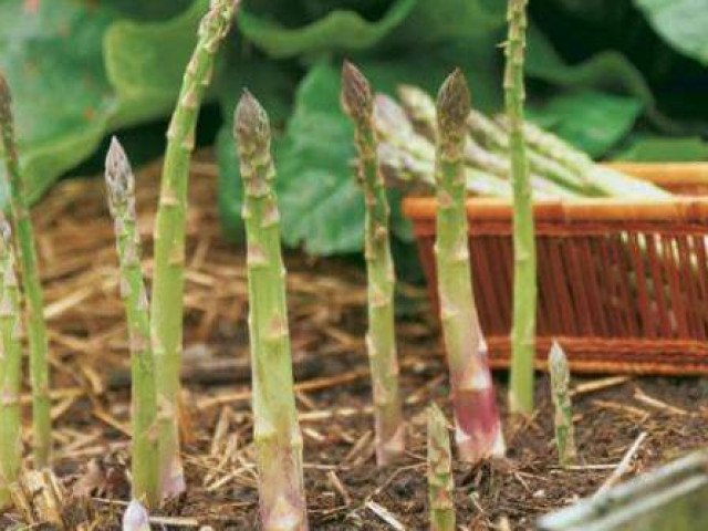 Trồng măng tây tại nhà trong chậu, trồng măng tây ai cũng có thể làm được