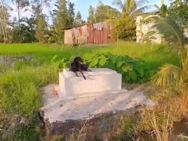 Cậu chủ qua đời đã 3 năm, chú chó trung thành vẫn ở cạnh mộ không rời nửa bước