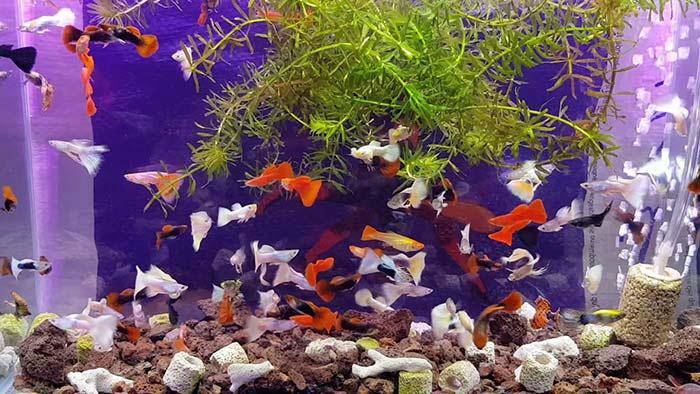 8 nguyên tắc vàng chọn nuôi cá cảnh để hút trọn tài lộc vào nhà