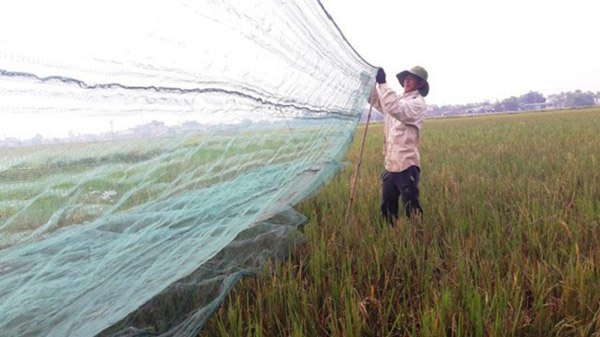 4 thứ amp;#34;lộc trờiamp;#34; cứ đến mùa là xuất hiện, bắt về đem bán thu tiền triệu mỗi ngày - 2