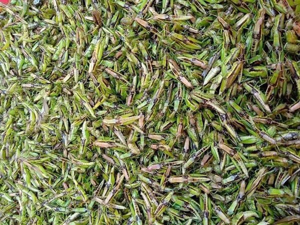 4 thứ amp;#34;lộc trờiamp;#34; cứ đến mùa là xuất hiện, bắt về đem bán thu tiền triệu mỗi ngày - 3