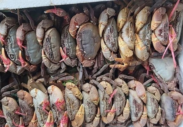 4 thứ amp;#34;lộc trờiamp;#34; cứ đến mùa là xuất hiện, bắt về đem bán thu tiền triệu mỗi ngày - 4