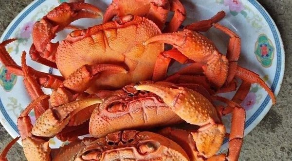 4 thứ amp;#34;lộc trờiamp;#34; cứ đến mùa là xuất hiện, bắt về đem bán thu tiền triệu mỗi ngày - 5