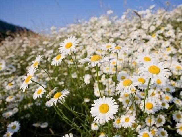 Hoa Cúc dại - Sự tích, ý nghĩa và cách trồng hoa ra nhiều và đẹp