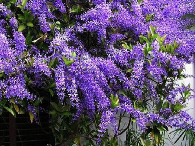 Hoa Mai xanh - Đặc điểm, cách trồng và chăm sóc cây mau ra hoa