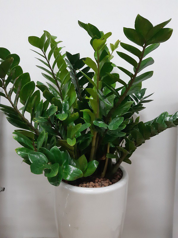 Bé 5 tuổi ngộ độc vì cắn lá cây kim tiền: 6 loại cây cảnh chứa độc nhiều nhà trồng - 2