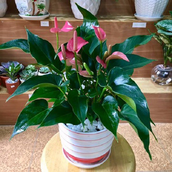 Bé 5 tuổi ngộ độc vì cắn lá cây kim tiền: 6 loại cây cảnh chứa độc nhiều nhà trồng - 3