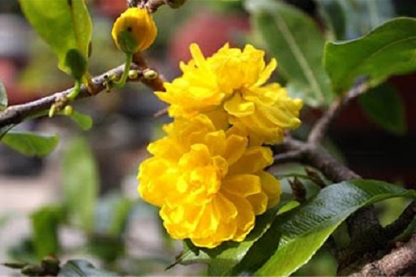 Ý nghĩa hoa Mai Vàng, cách trồng và chăm sóc hoa nở đẹp vào dịp tết - 7