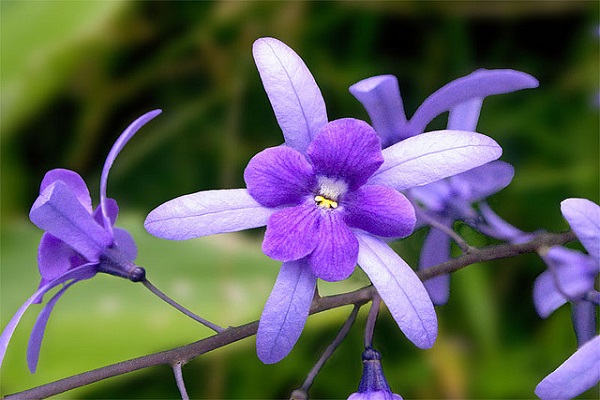 Mai xanh - đặc điểm, cách trồng và chăm sóc cây ra hoa nhanh - 3